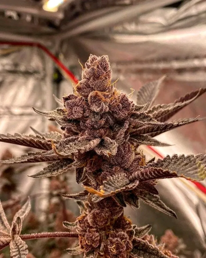 Trop Cherry clone pink and purple buds